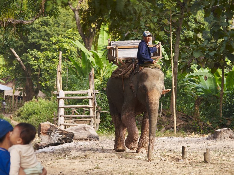 Elephant